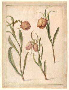 Study of Three Fritillaries Met DP887761