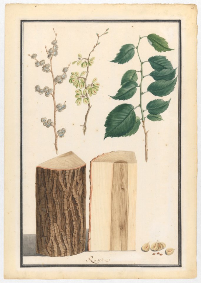 Studies of the leaves, blossoms, fruits and trunk of an English elm (Ulmus procera) MET DP222154