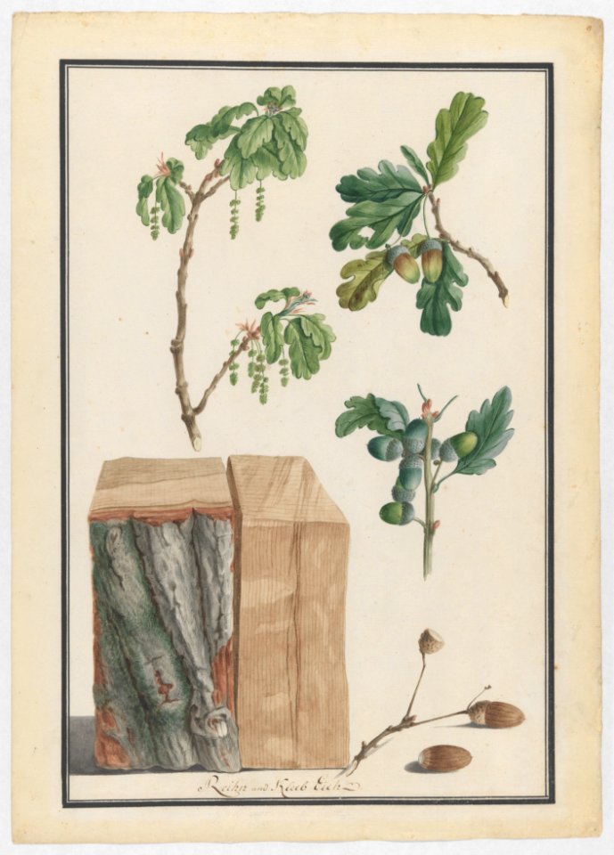 Studies of the blossoms, fruits and trunk of an English oak (Quercus robur) MET DP222152