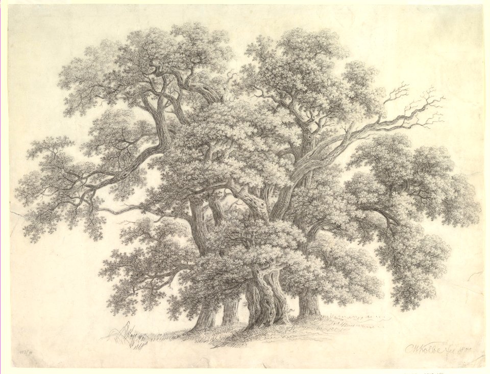 Study of Oak Trees (recto) MET DP819698