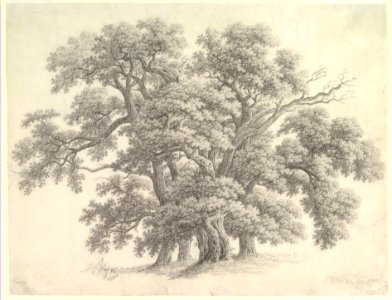 Study of Oak Trees (recto) MET DP819698