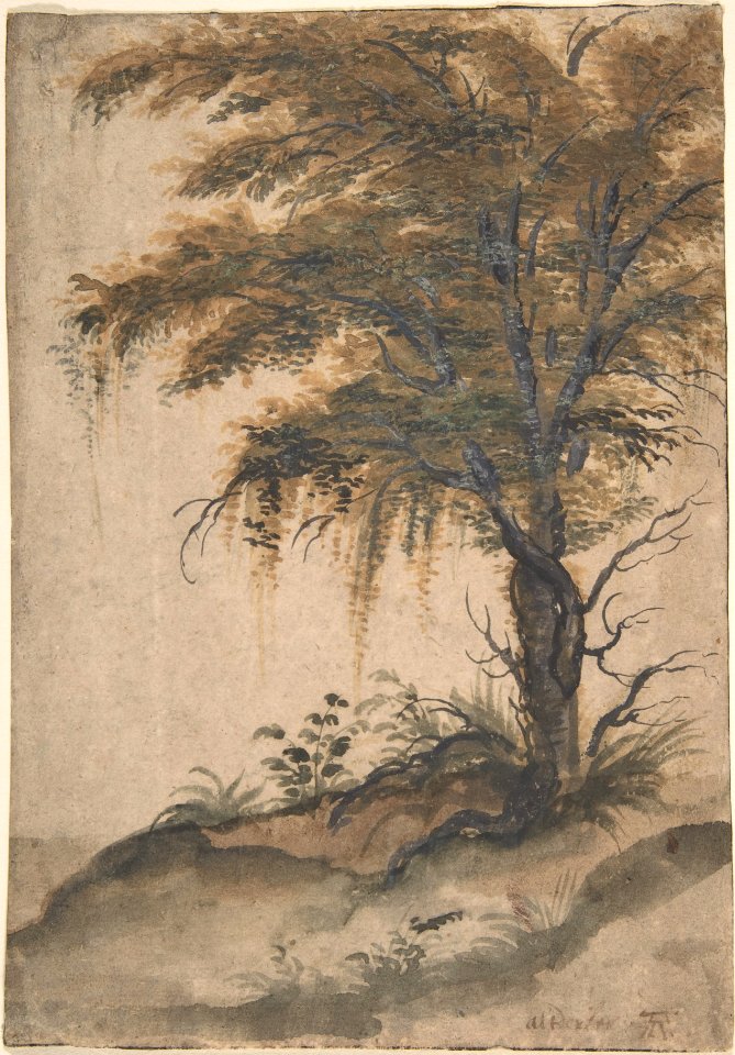Study of a tree MET DP801540