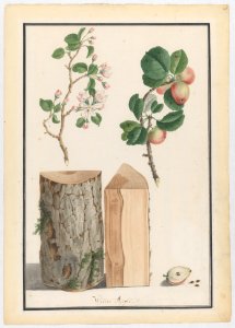 Studies of the trunk, blossoms and fruit of a wild apple tree (Malus sylvestris) MET DP222156