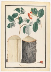 Studies of the leaves, blossoms, fruits and trunk of a whitebeam (Sorbus subgenus Aria) MET DP222155