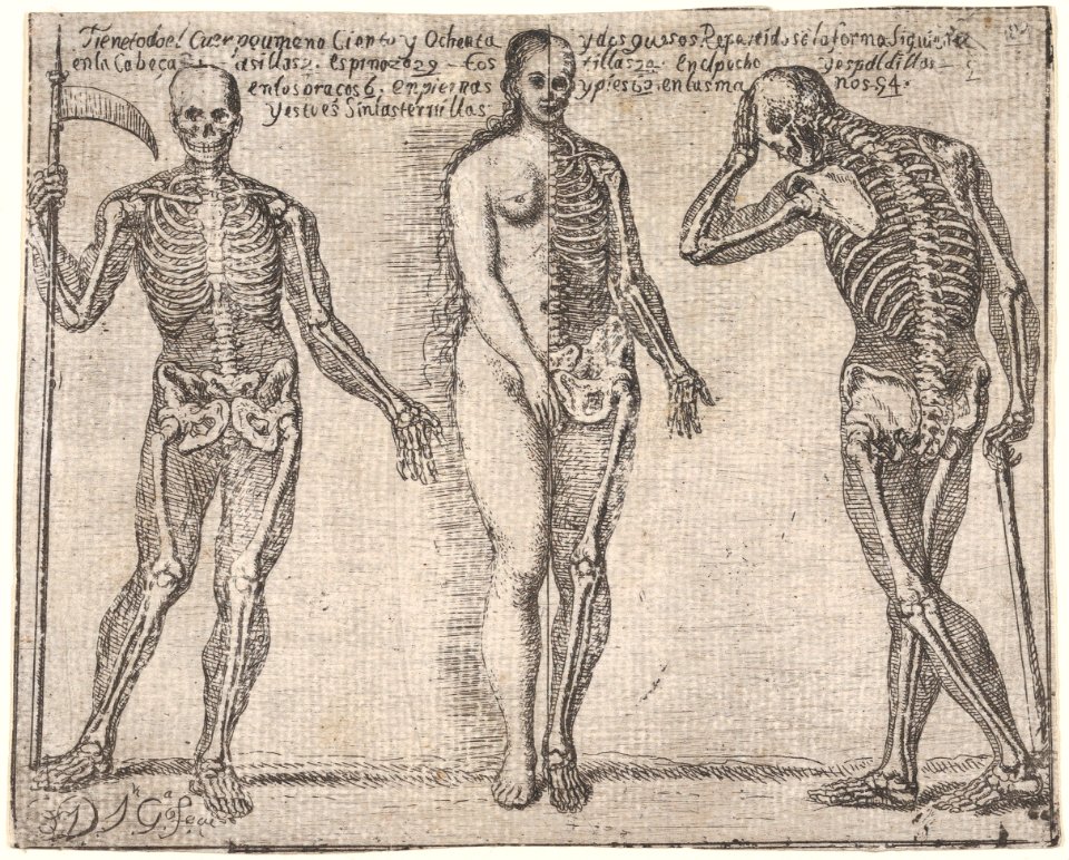 Studies of three skeleton, from the 'Principios para estudiar el Nobilísimo y Real arte de la Pintura' (Madrid 1693) MET DP876059