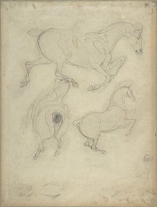 Studies of Horses MET DP805836