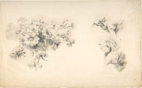 Studies of Flowers MET DP808982