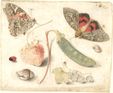 Studies of Fruits, Insects and Shells MET DP805333