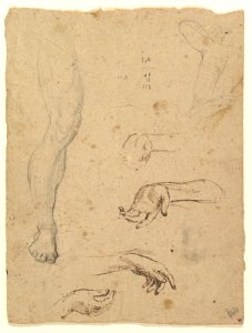Studies of Legs, Hands, and Torso MET DP821514