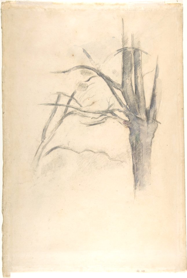 Studies of a tree (recto and verso) MET DP809516
