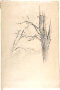 Studies of a tree (recto and verso) MET DP809516