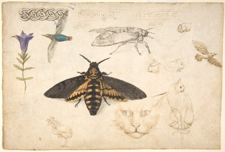 Studies of a Gentian, Moth, Birds, Cats, Interlacing Motif, and Greek Frets (recto); Ornamental Studies with Figures (verso) MET DP809960