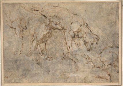Studies of a Dog MET DP802392