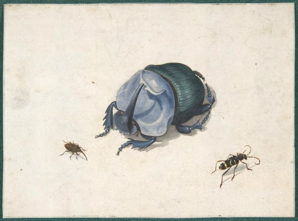 Studies of a Blue Beetle and Insects MET DP800002