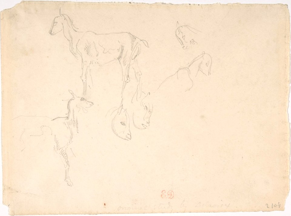 Studies of a Goat MET DP805838