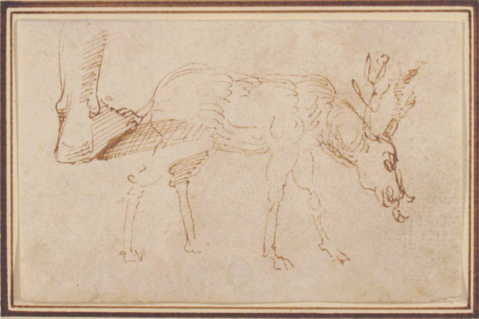 Studies of a Stag MET 2005.54.1