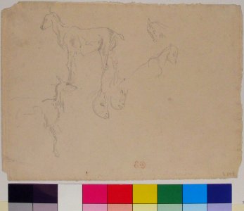 Studies of a Goat MET 25.86