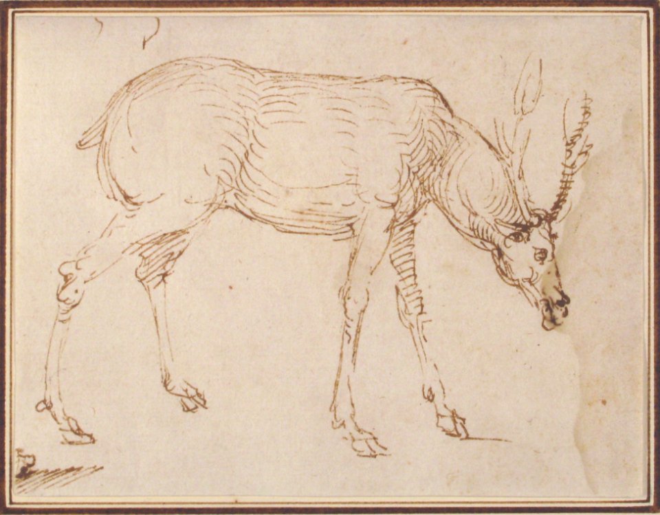 Studies of a Stag MET 2005.54.2