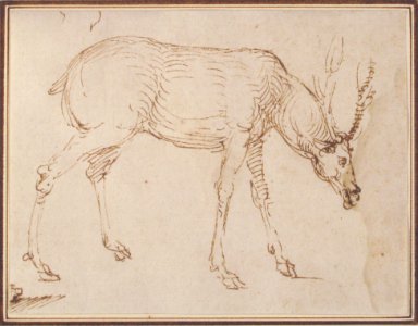 Studies of a Stag MET 2005.54.2
