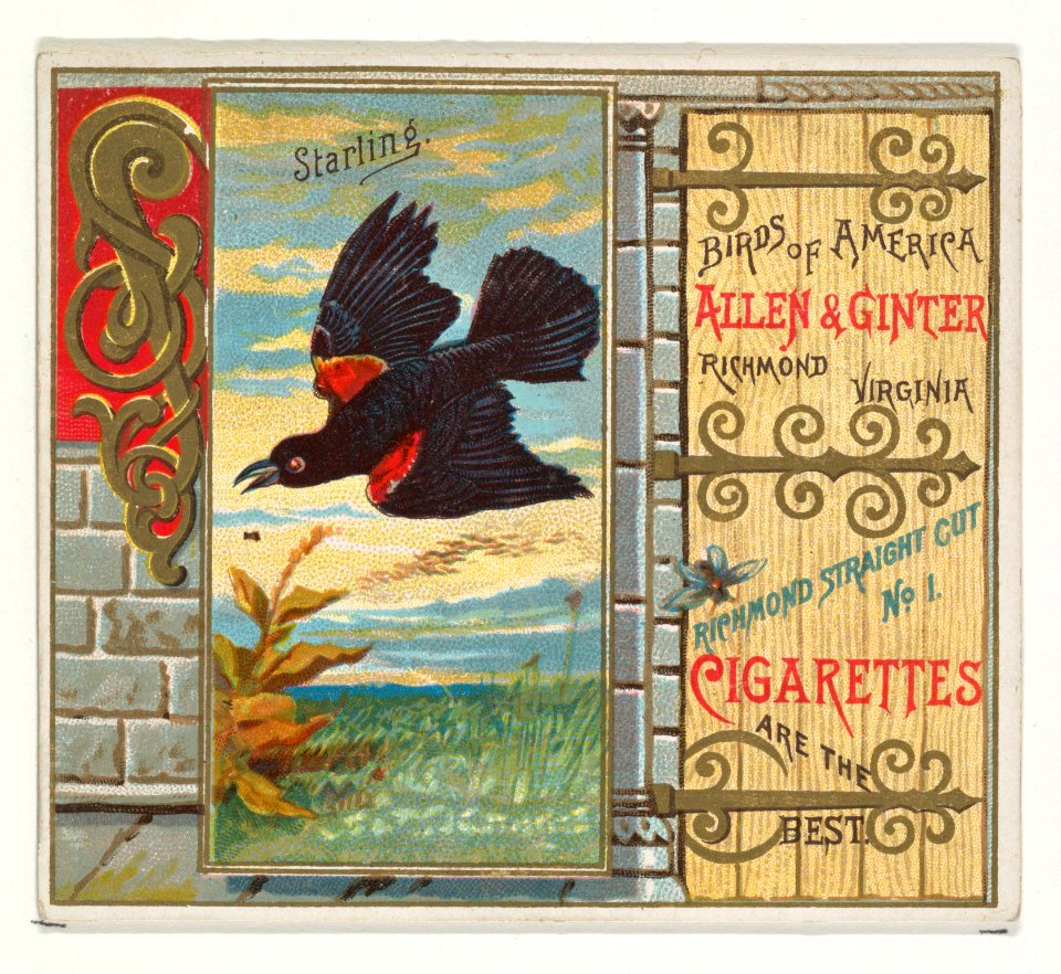 Starling, from the Birds of America series (N37) for Allen & Ginter Cigarettes MET DP839000