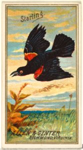 Starling, from the Birds of America series (N4) for Allen & Ginter Cigarettes Brands MET DP828746