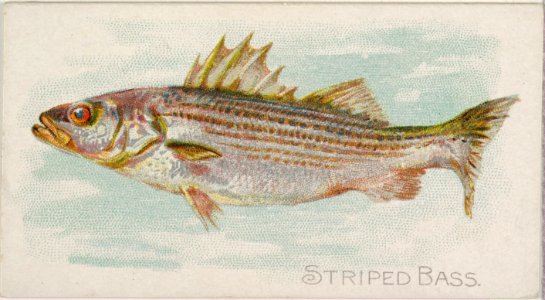 Striped Bass, from the Fish from American Waters series (N8) for Allen & Ginter Cigarettes Brands MET DP830726