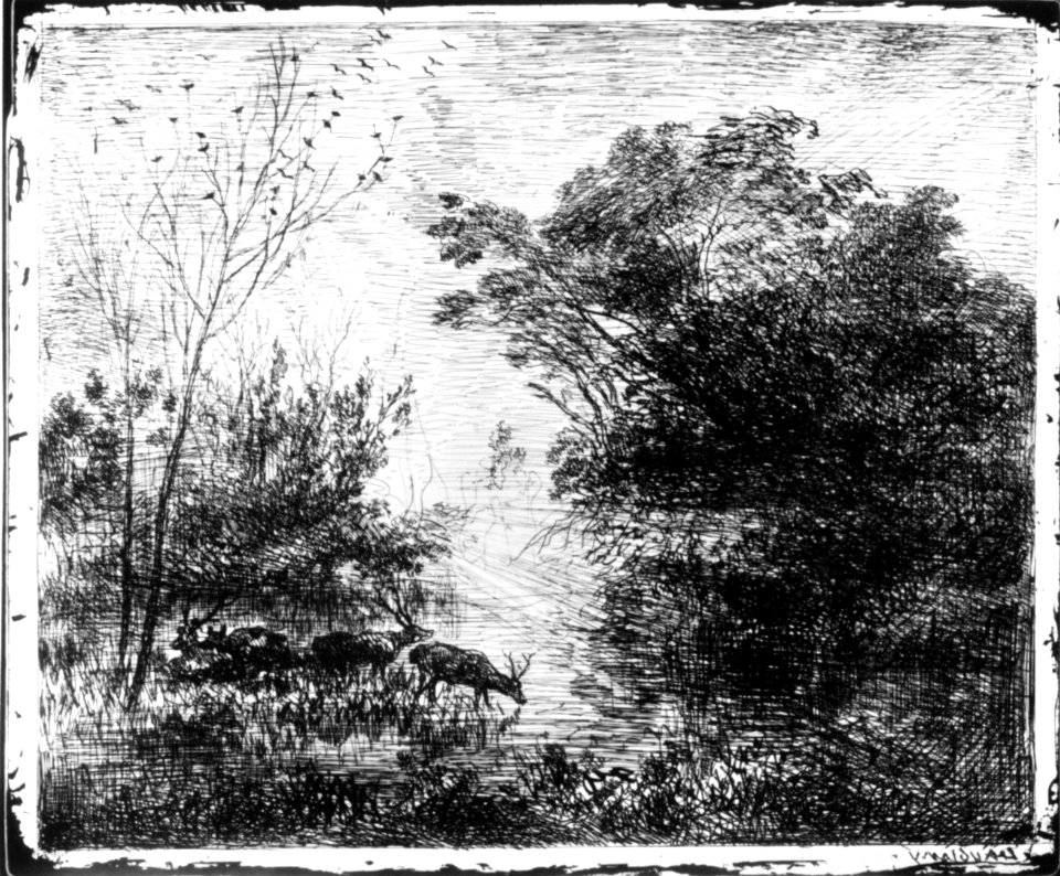 Stags MET 271588