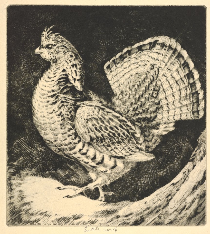Strutting Cock MET DP832896