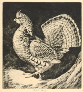 Strutting Cock MET DP832896