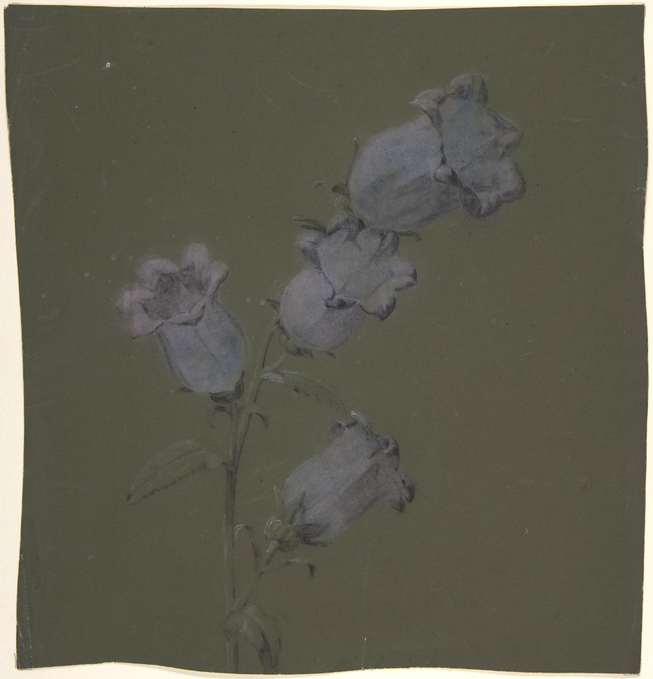 Spray of Canterbury Bells MET DP805173