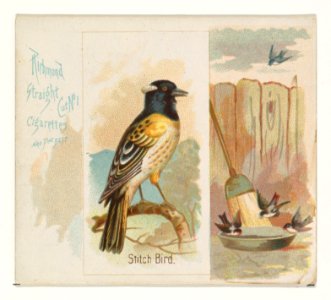 Stitch Bird, from the Song Birds of the World series (N42) for Allen & Ginter Cigarettes MET DP839285