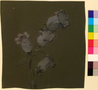 Spray of Canterbury Bells MET 28.40.3