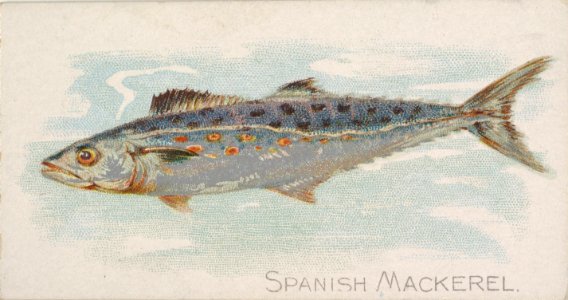 Spanish Mackerel, from the Fish from American Waters series (N8) for Allen & Ginter Cigarettes Brands MET DP830725