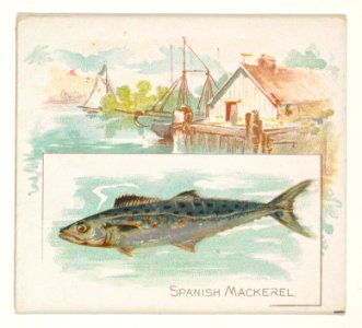 Spanish Mackerel, from Fish from American Waters series (N39) for Allen & Ginter Cigarettes MET DP839117