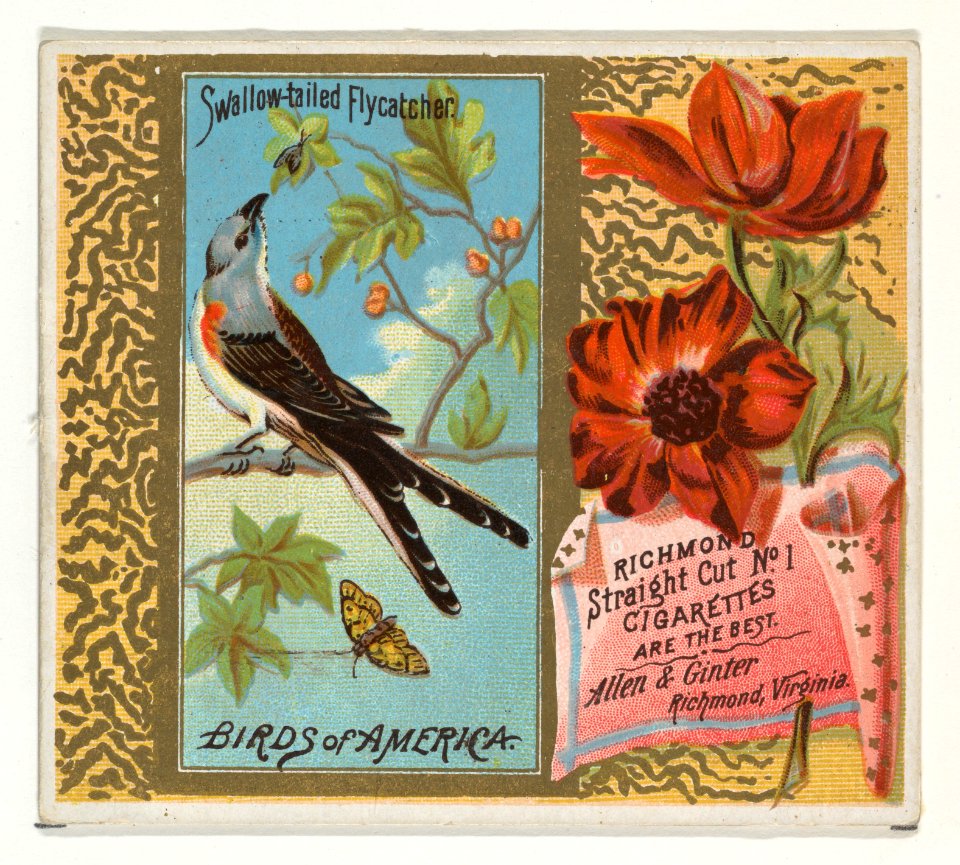 Swallow-tailed Flycatcher, from the Birds of America series (N37) for Allen & Ginter Cigarettes MET DP839001