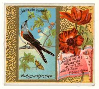 Swallow-tailed Flycatcher, from the Birds of America series (N37) for Allen & Ginter Cigarettes MET DP839001