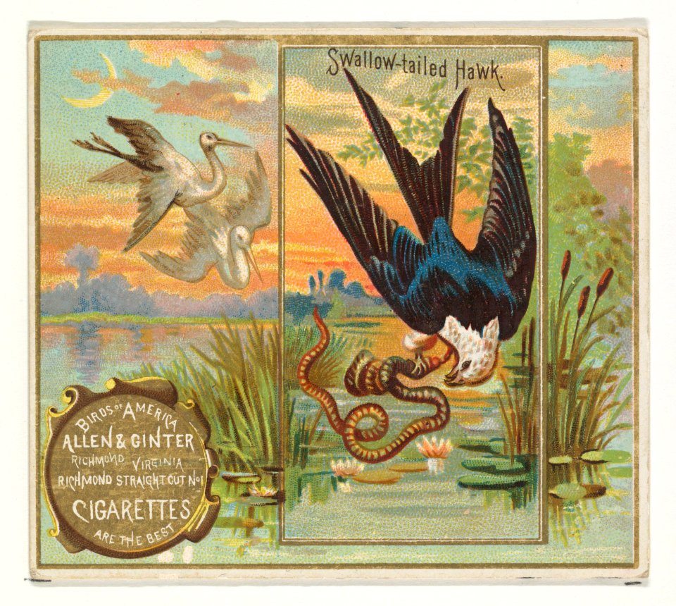 Swallow-tailed Hawk, from the Birds of America series (N37) for Allen & Ginter Cigarettes MET DP839002