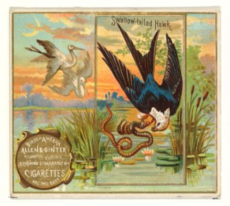 Swallow-tailed Hawk, from the Birds of America series (N37) for Allen & Ginter Cigarettes MET DP839002