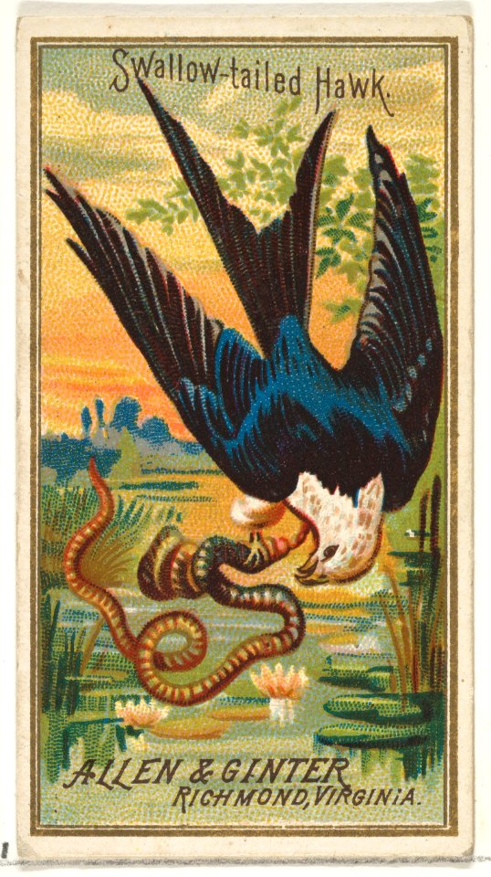 Swallow-tailed Hawk, from the Birds of America series (N4) for Allen & Ginter Cigarettes Brands MET DP828755