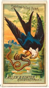 Swallow-tailed Hawk, from the Birds of America series (N4) for Allen & Ginter Cigarettes Brands MET DP828755