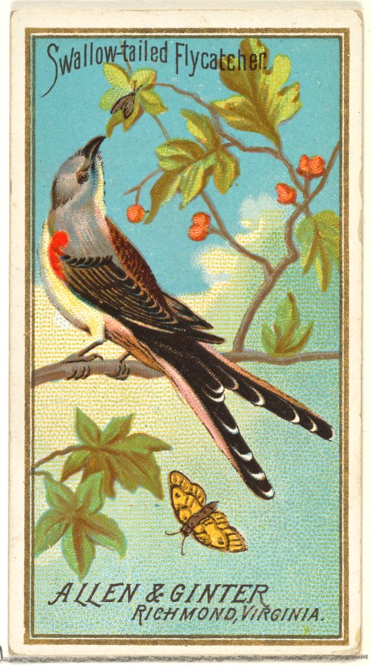 Swallow-tailed Flycatcher, from the Birds of America series (N4) for Allen & Ginter Cigarettes Brands MET DP828726