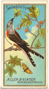 Swallow-tailed Flycatcher, from the Birds of America series (N4) for Allen & Ginter Cigarettes Brands MET DP828726