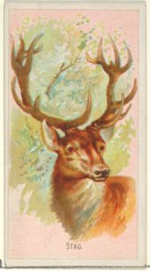 Stag, from the Wild Animals of the World series (N25) for Allen & Ginter Cigarettes MET DP836510