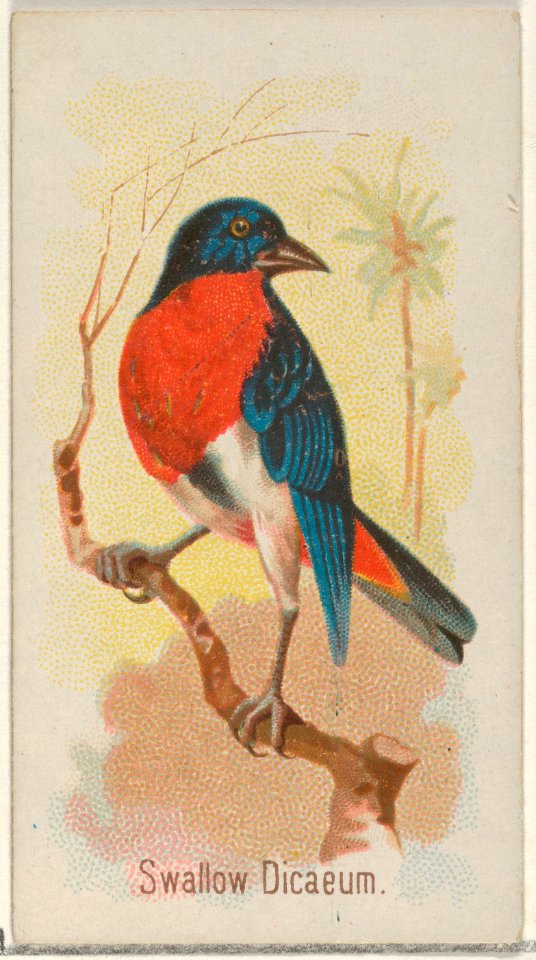 Swallow Dicaeum, from the Song Birds of the World series (N23) for Allen & Ginter Cigarettes MET DP835301