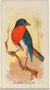 Swallow Dicaeum, from the Song Birds of the World series (N23) for Allen & Ginter Cigarettes MET DP835301