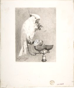 The Sedate Parrot MET DP808421