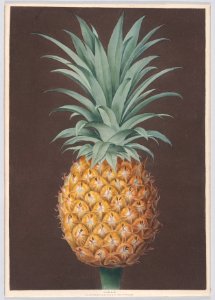 The Smooth Leaved Green Antigua Pine Met DP887747
