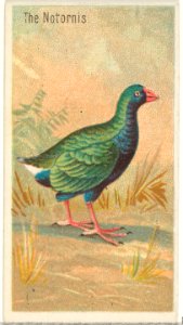 The Notornis, from the Birds of the Tropics series (N5) for Allen & Ginter Cigarettes Brands MET DP829166