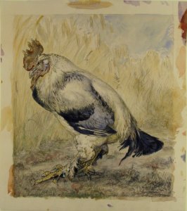 The Old Cock MET 67.844.1