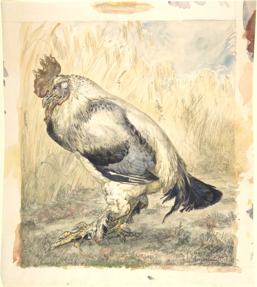 The Old Cock MET DP805497